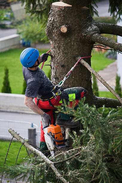 Best Arborist Consultation Services  in Fobes Hill, WA